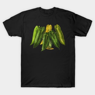 Anthurium Veitchii botanical illustration T-Shirt